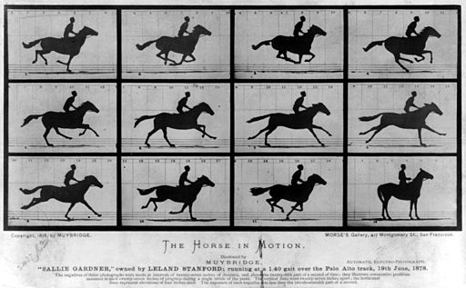 The Horse in Motion. Eadweard Muybridge [Public domain], via Wikimedia Commons