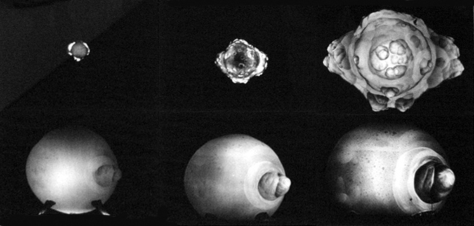 Rapatronic Photography Sequence from Operation Redwing at Eniwetok Atoll