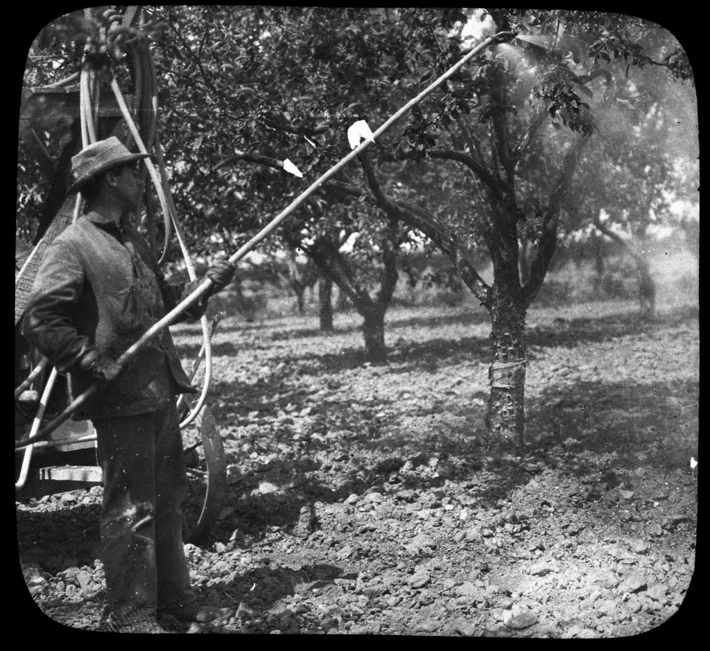 Farmer Watering His Orchard in Hanford